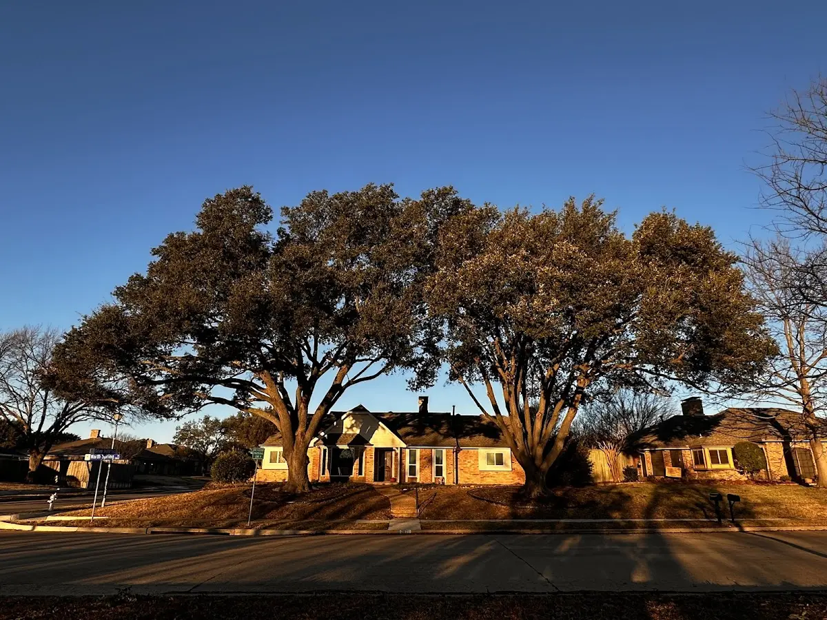 Established residential canopy tree shading a home in Kimberly